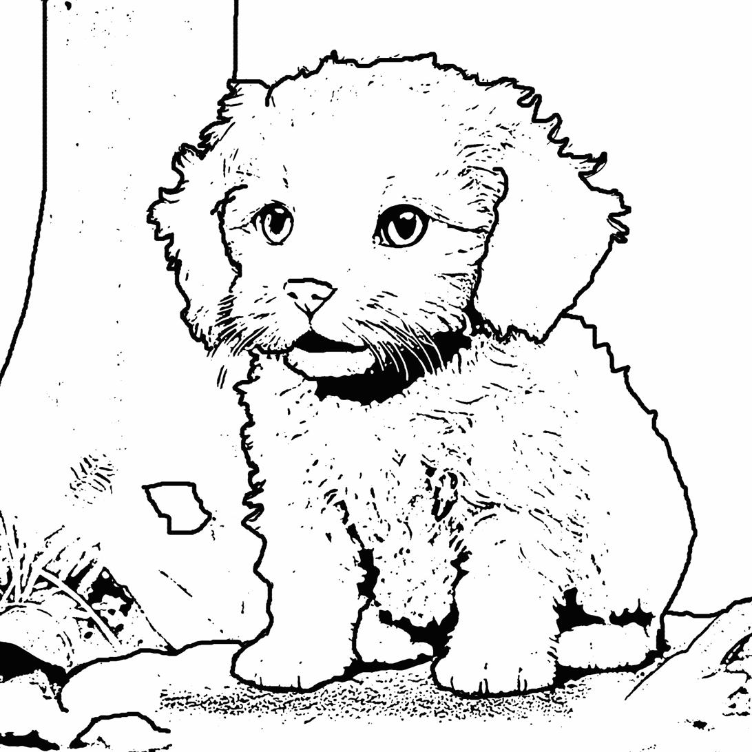 Catoodle Coloring Page